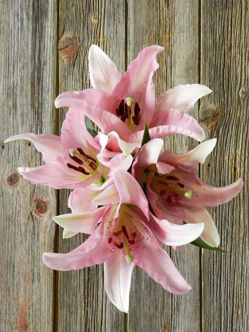 TABLE DANCE PINK OT HYBRID ORIENTAL LILIES